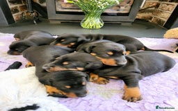 Dobermann dogs for sale: Gorgeous KC Dobermann Puppies  - Image 10