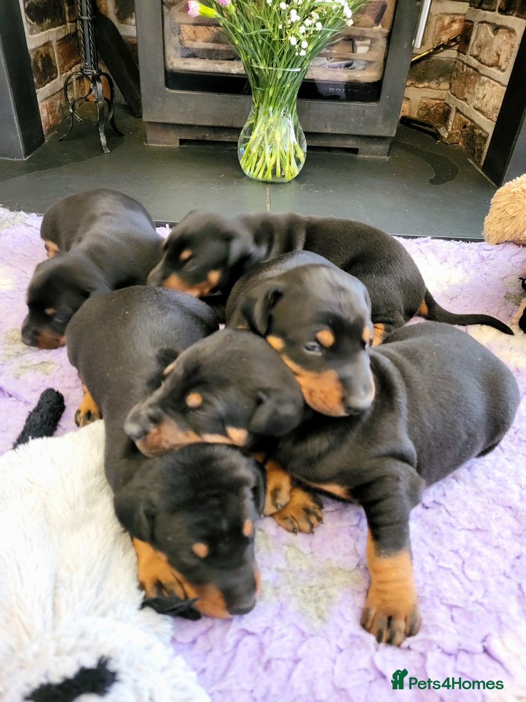 Dobermann dogs for sale: Gorgeous KC Dobermann Puppies  - Image 10