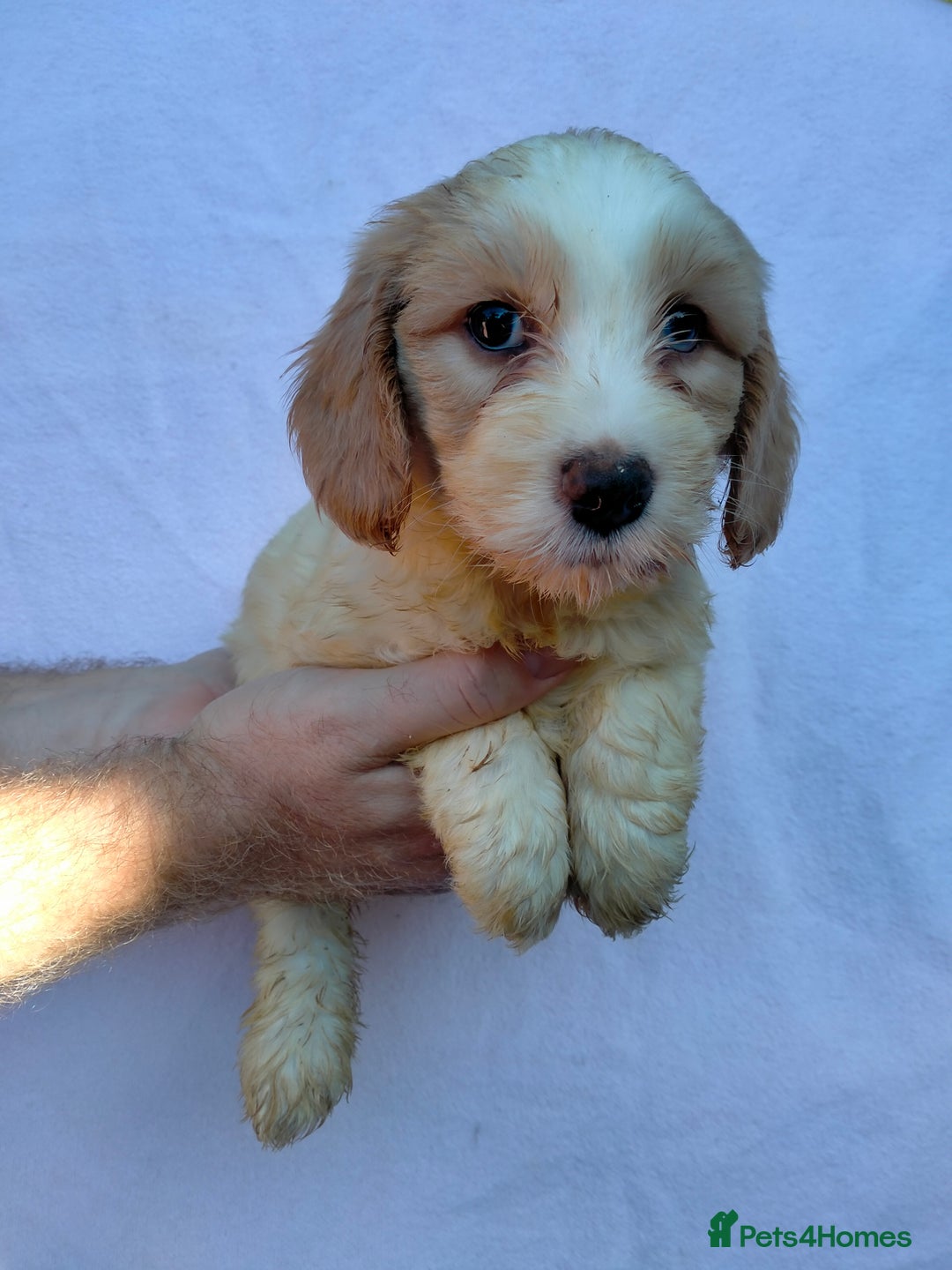 Cockapoo dogs for sale: Cockapoo puppies available for pickup - Image 2
