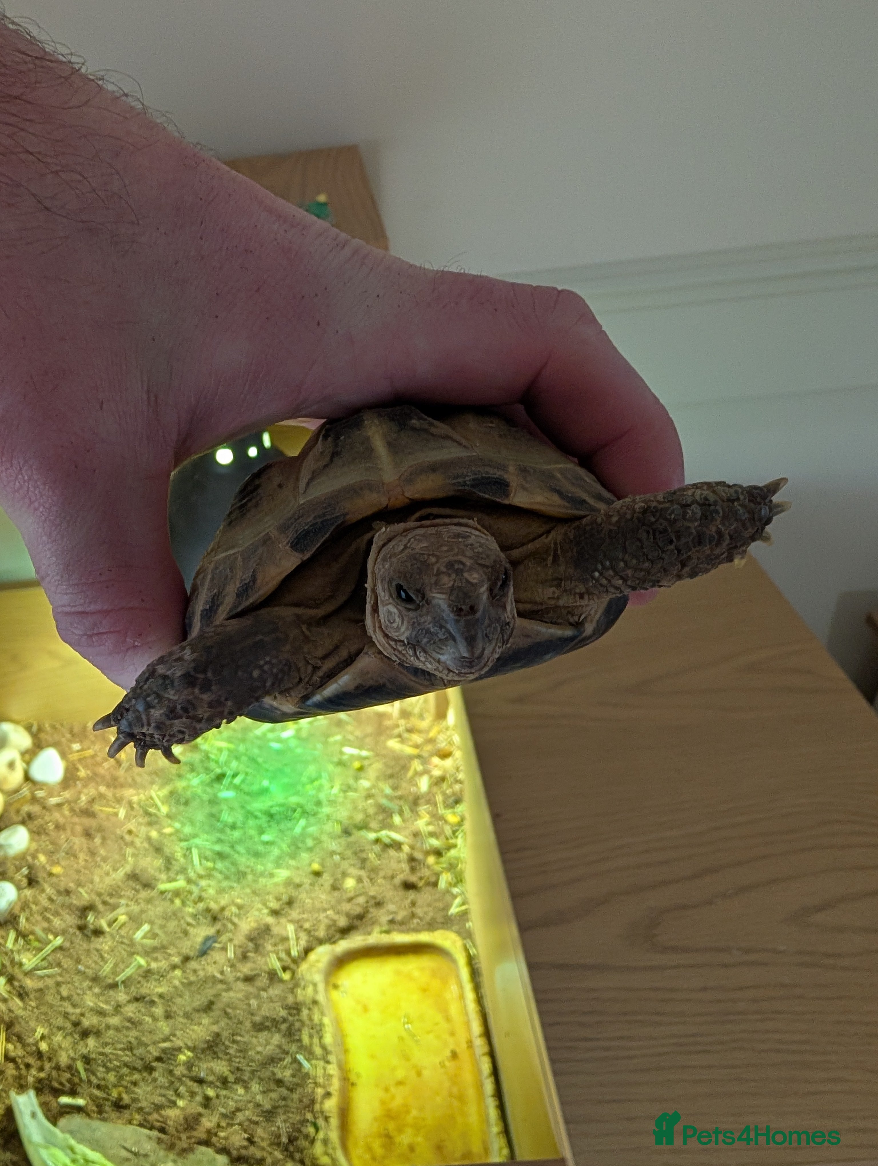 Tortoise reptiles Sammy the tortoise  - Advert 11