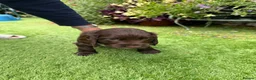 Cocker Spaniel dogs for sale: 6 Week old - Cocker Spaniel puppies - Advert 10