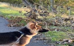 German Shepherd dogs for sale: This is Roxy 6 and a half months old pup - Image 4