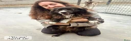 Mixed Breed dogs for adoption: Yo-Na, 2 yrs approx. Available for adoption. in Brixham - Advert 10