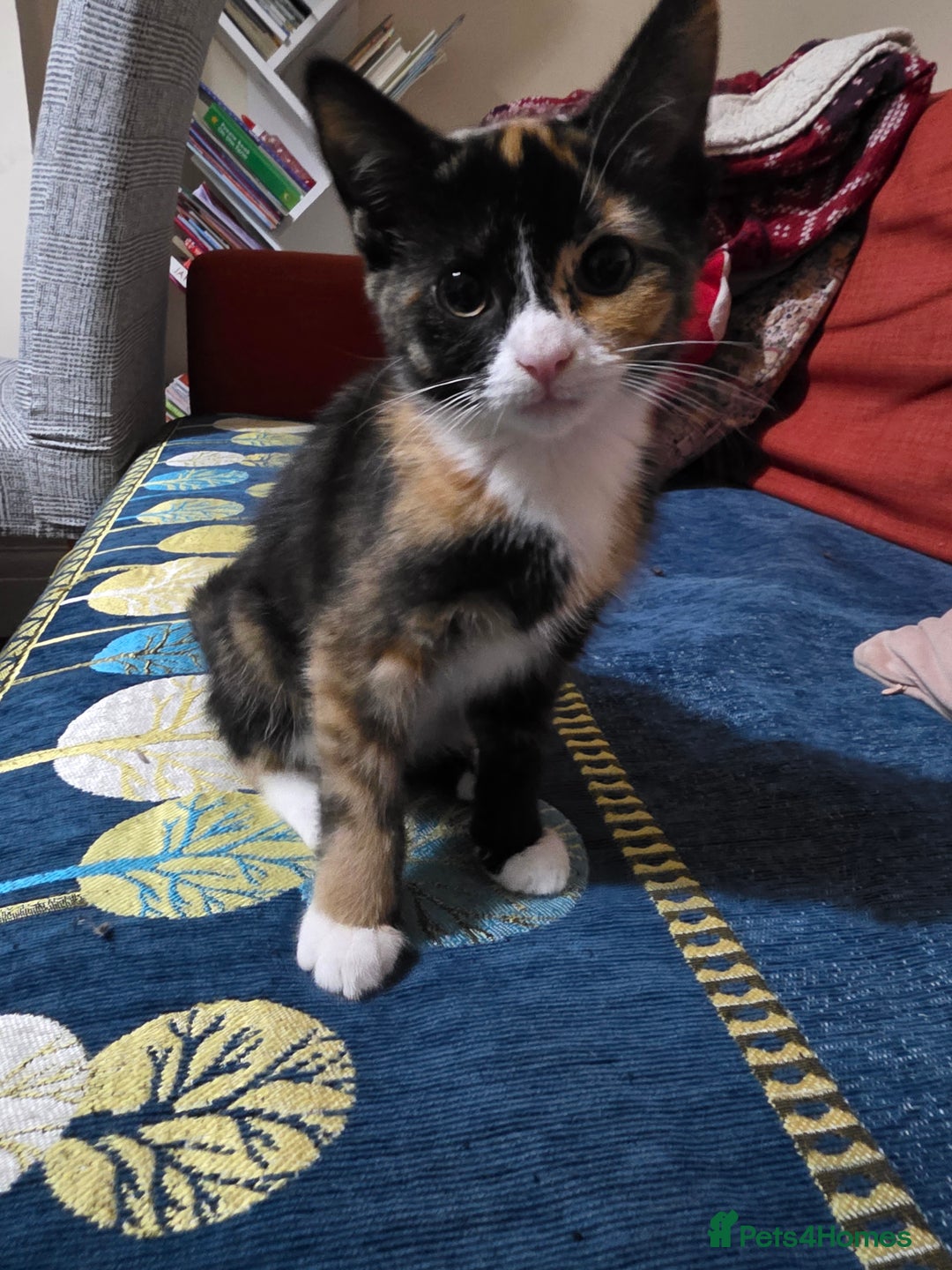 British Shorthair cats for sale: Kittens 1 boy 2 girls - Image 5