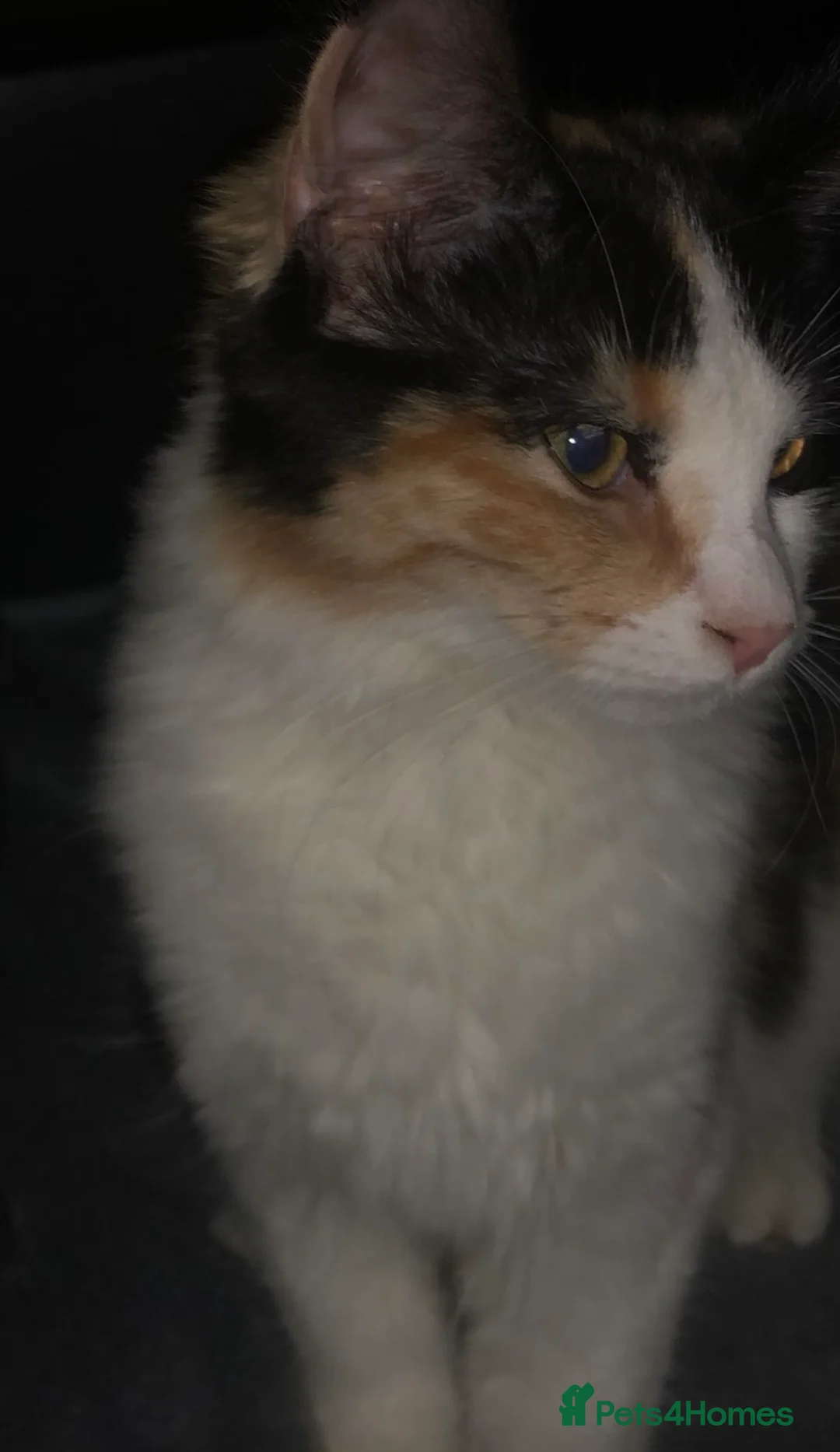 Mixed Breed cats for sale: 5 lovely kittens, colico mother  - Advert 1
