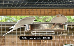 Budgerigars birds for sale: Proven pairs budgies all adult 2+ years old  - Image 3