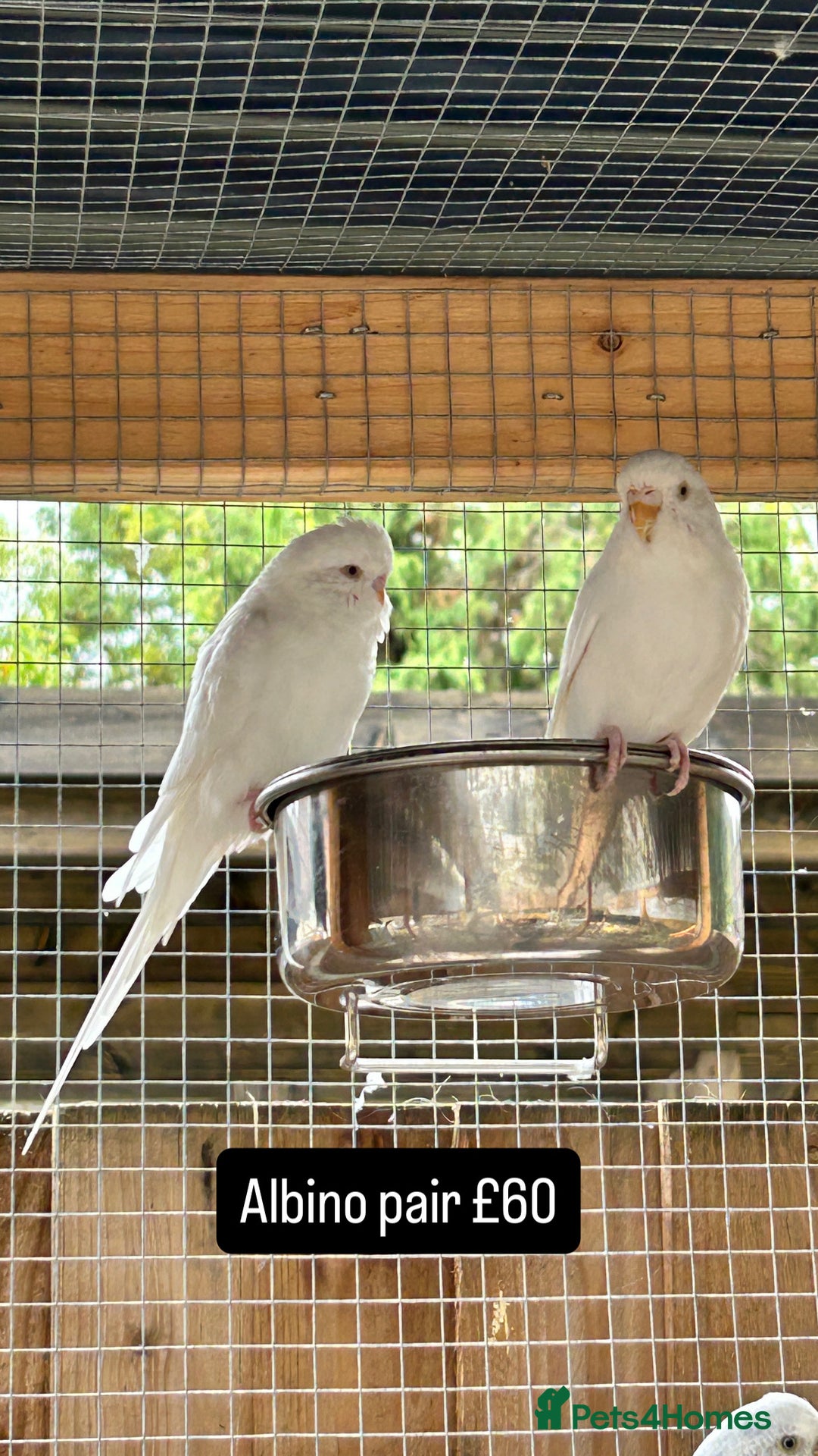 Budgerigars birds for sale: Proven pairs budgies all adult 2+ years old  - Image 3