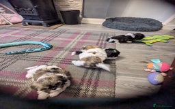 Shih Tzu dogs for sale: Stunning Shih Tzu boy - Image 20