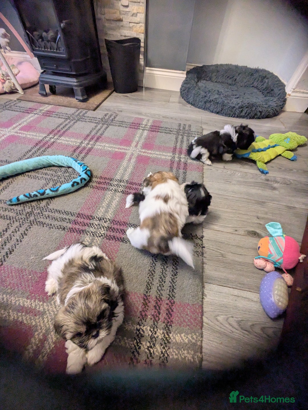 Shih Tzu dogs for sale: Stunning Shih Tzu boy - Image 20