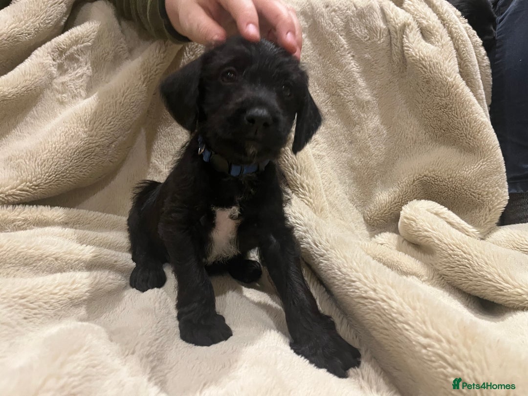 Mixed Breed dogs for sale: Springer Schnoodle puppies  - Advert 17