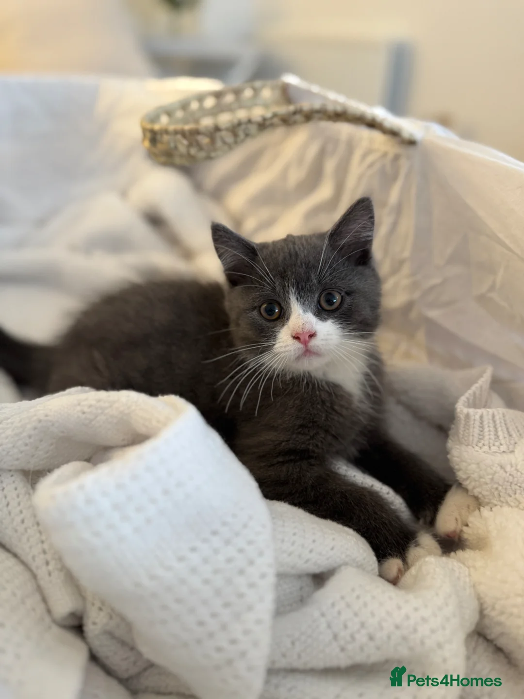 British Shorthair cats for sale: 3/4 BSH Cross Kittens - Advert 1