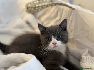 British Shorthair cats 3/4 BSH Cross Kittens - Advert 12