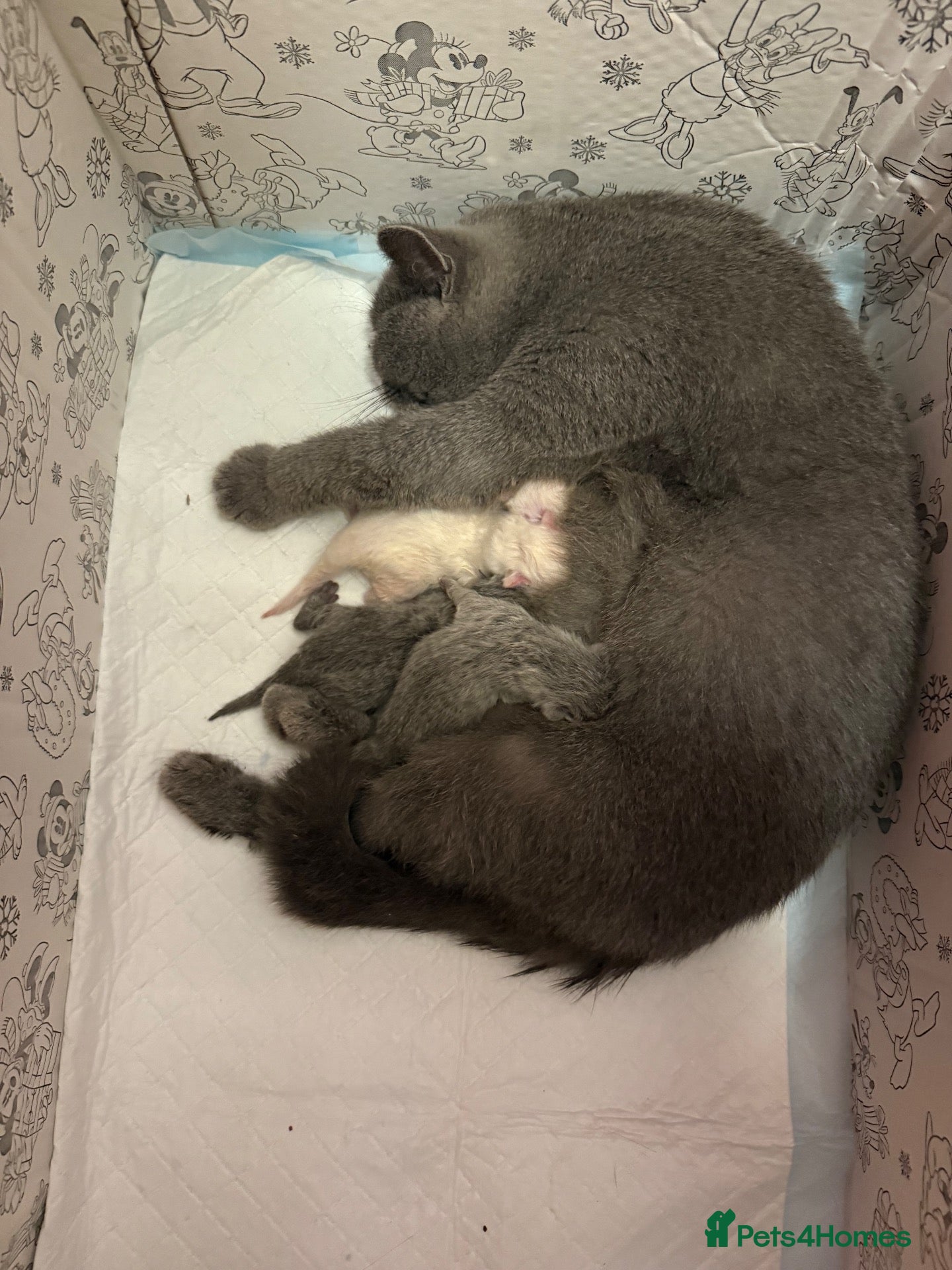 British Shorthair cats for sale: Duchess’s first litter - Advert 1
