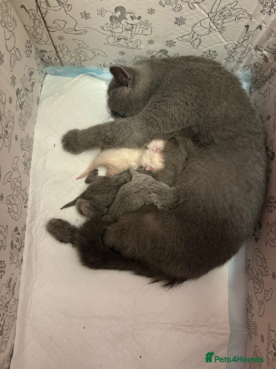 British Shorthair cats for sale: Duchess’s first litter - Advert 1