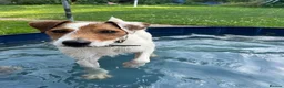 Jack Russell dogs for stud: Russell Terrier for Stud  - Advert 2