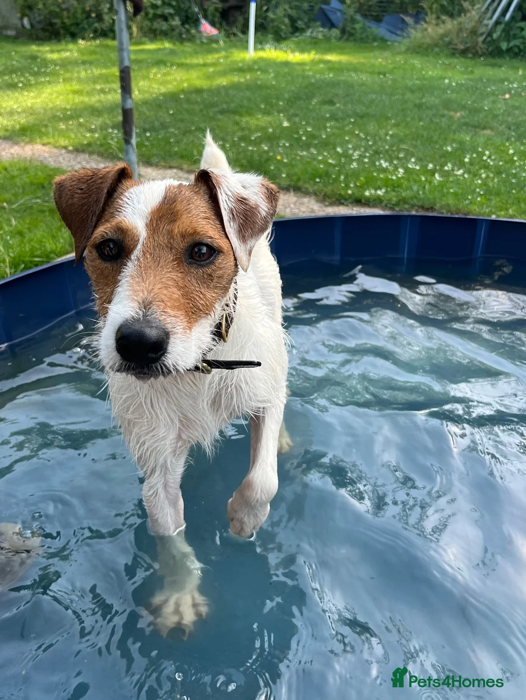 Jack Russell dogs for stud: Russell Terrier for Stud  - Advert 2