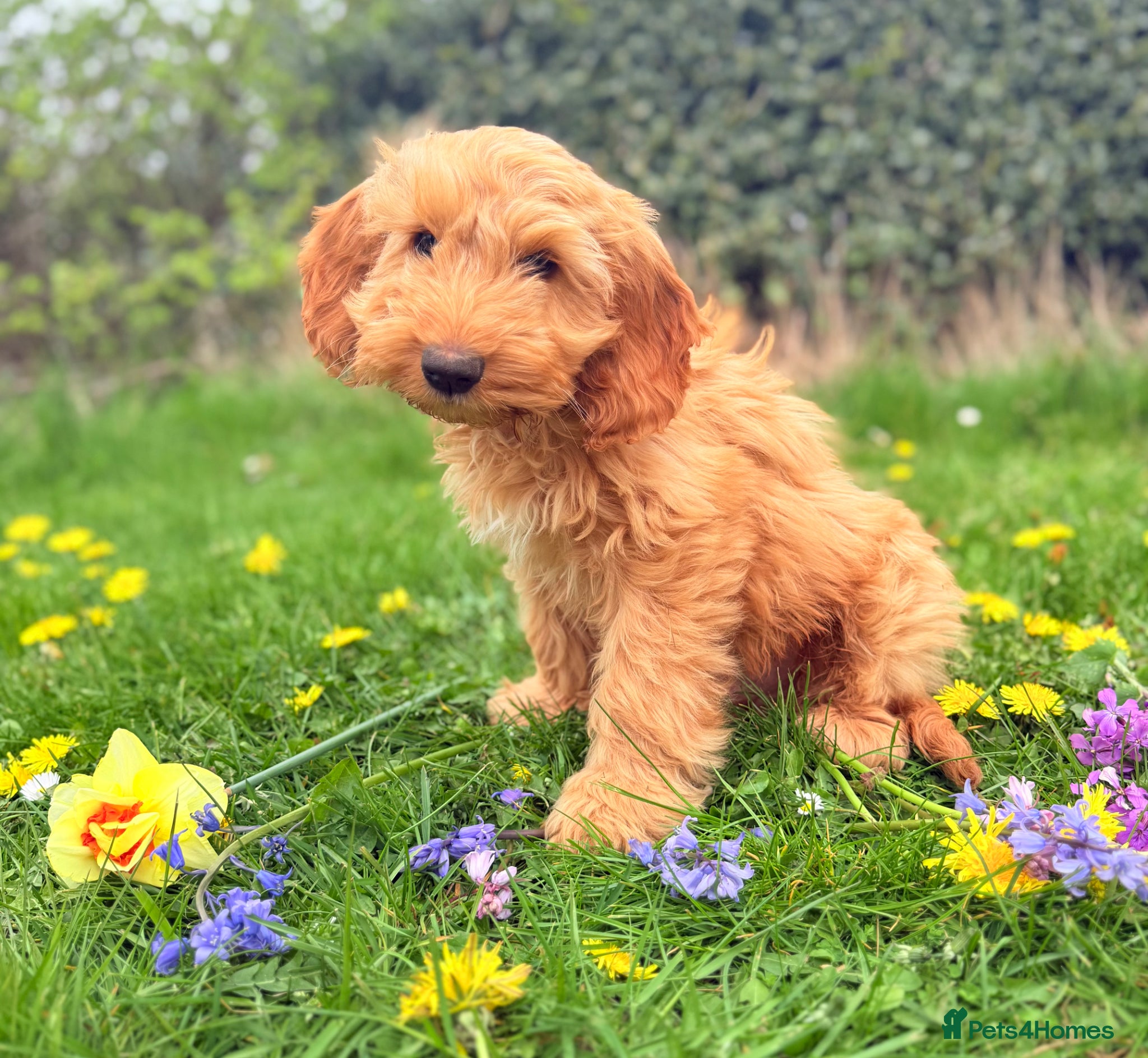 Australian Labradoodle dogs Australian labradoodle *READY NOW* LAST BOY - Advert 15