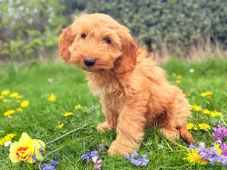 Australian Labradoodle dogs Australian labradoodle *READY NOW* LAST BOY - Advert 15