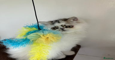 Persian cats - Advert 8