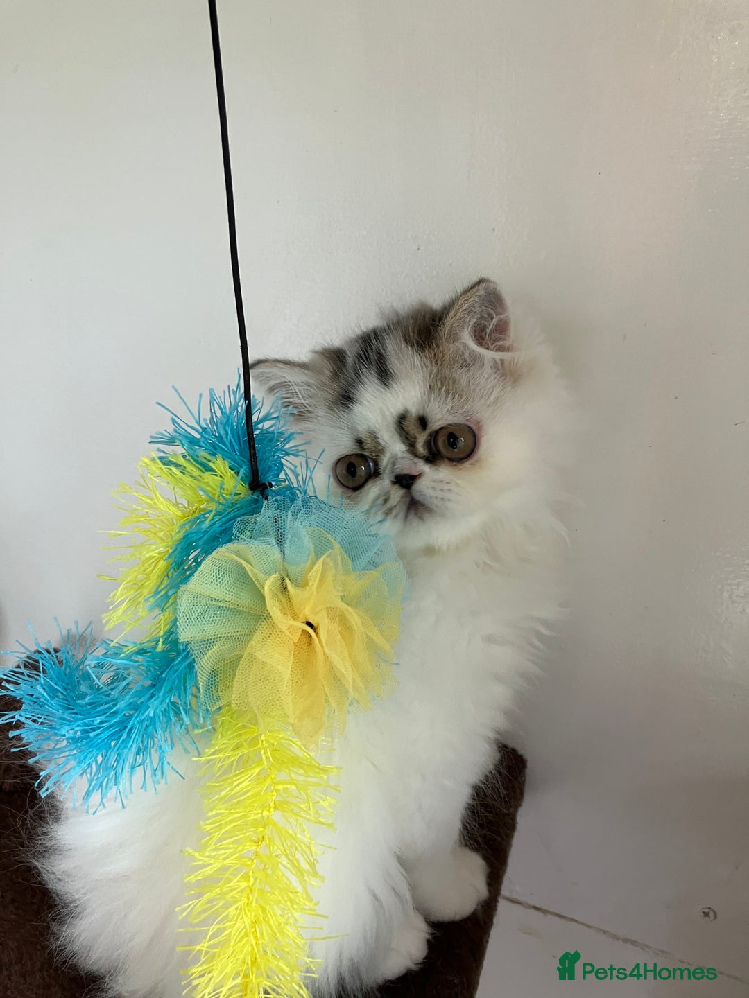 Persian cats for sale: Unexpectedly available Two Pure Persian Kittens  - Image 4