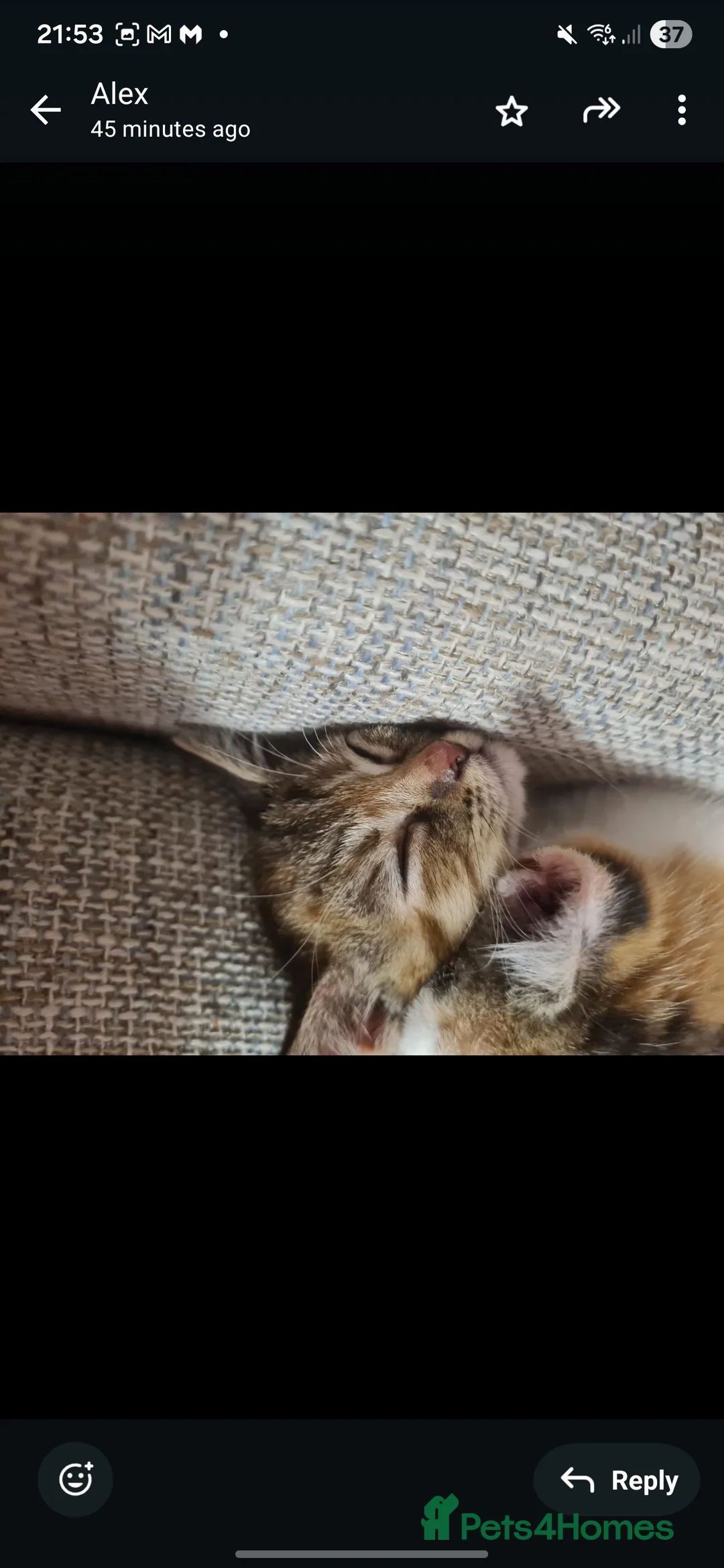 Mixed Breed cats for sale: 10 week old kittens (ready by 5th march) - Advert 6