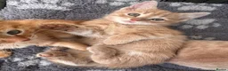 Mixed Breed cats for sale: Ginger kitten  in Ipswich - Advert 2
