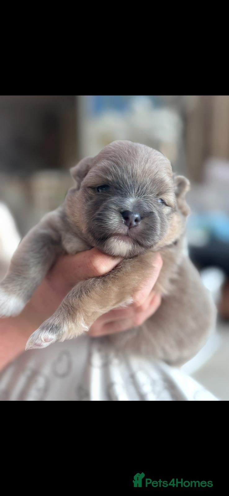 Pomeranian dogs for sale: KC Reg Pomeranian Pups - Advert 7