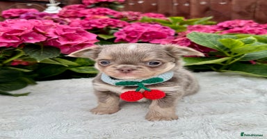 Chihuahua dogs - Advert 11