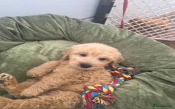 Goldendoodle dogs for sale: Healthy waggy happy puppies  - Image 2