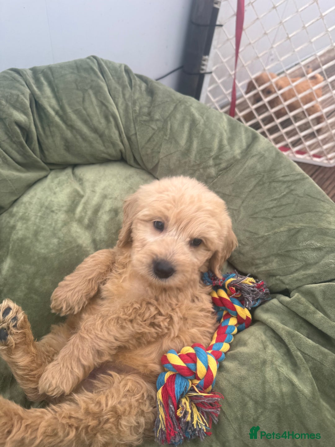 Goldendoodle dogs for sale: Healthy waggy happy puppies  - Image 2