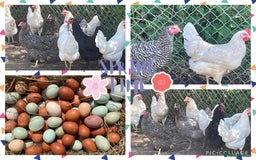 Chickens poultry for sale: Chickens Point of lay hens - Image 1