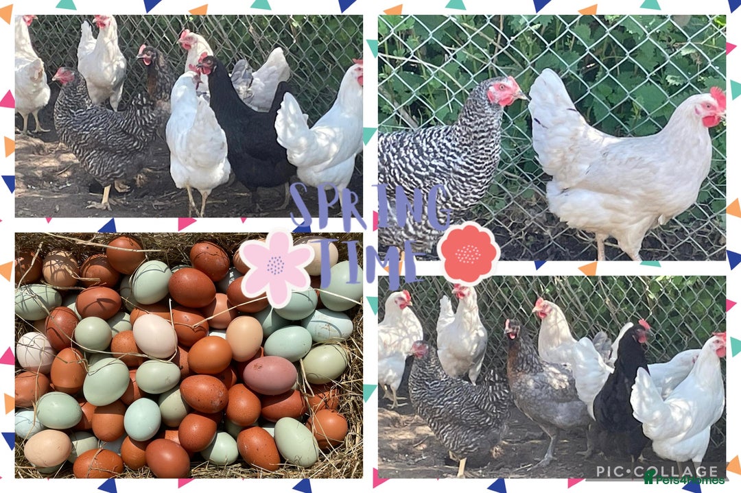 Chickens poultry for sale: Chickens Point of lay hens - Image 1
