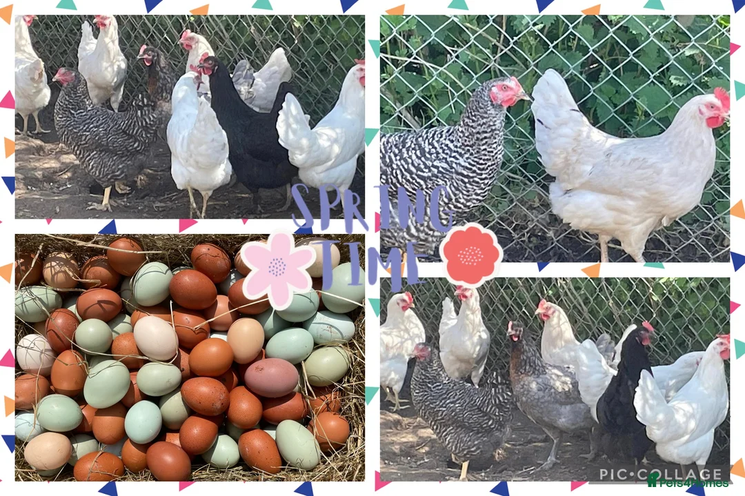 Chickens poultry for sale: Chickens Point of lay hens - Advert 5