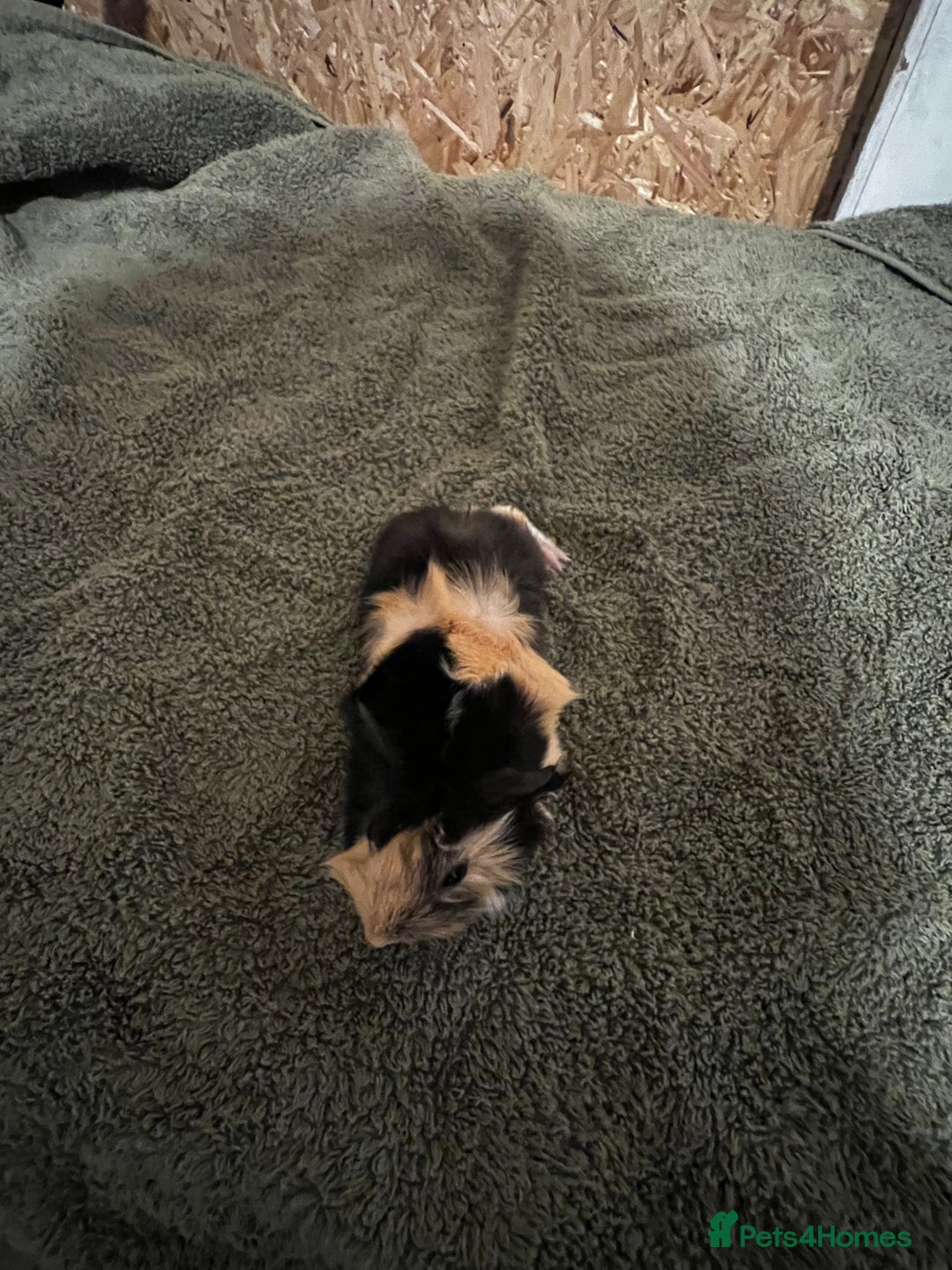 Guinea Pig rodents for sale: baby guinea pig - Advert 14