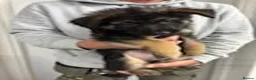 German Shepherd dogs for sale: German shepherd puppies  in Wisbech - Advert 7