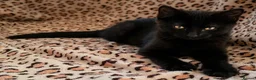 Domestic Shorthair cats for sale: Black Beautiful Kitten with Golden Eyes - Advert 3