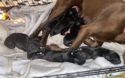 Mixed Breed dogs for sale: Beautiful pointer lab puppies!  - Image 8