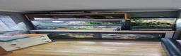 Boa Snake reptiles for sale: 12 year old Brazilian rainbow boa - Advert 6