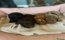 Cockapoo dogs for sale: cockapoo puppies f1 - Image 1