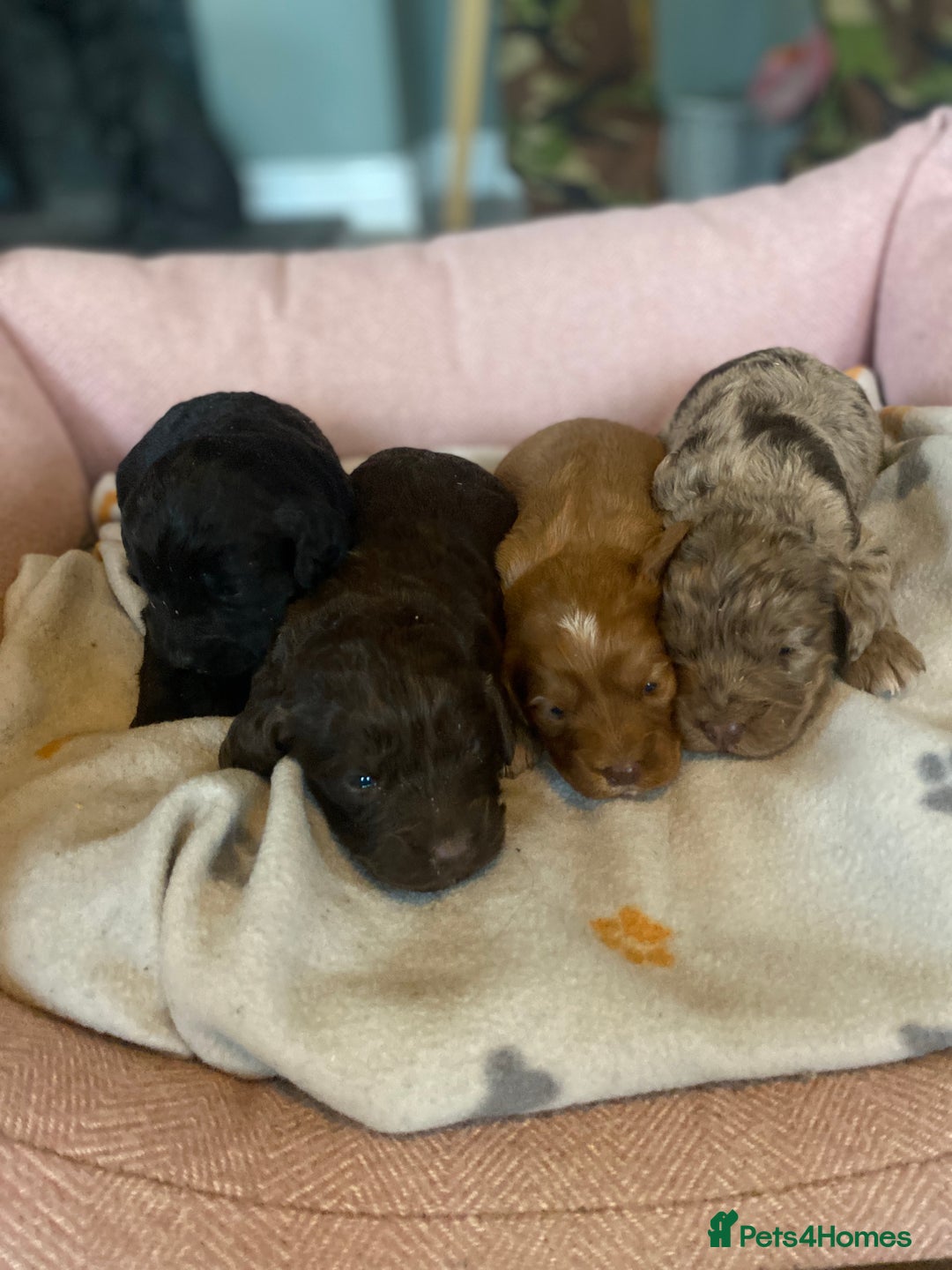 Cockapoo dogs for sale: cockapoo puppies f1 - Image 1