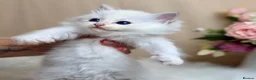 Ragdoll cats for sale: Outstanding Ragdoll Kittens✨Exceptional Quality - Advert 18