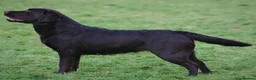 Labrador Retriever dogs for sale: RKC Registered Black Labrador Puppies in Llanwrtyd Wells - Advert 1