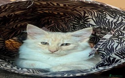 Norwegian Forest Cat cats for sale: Full FIFe pedigree Norwegian Forest Kittens  in Normanton - Image 2