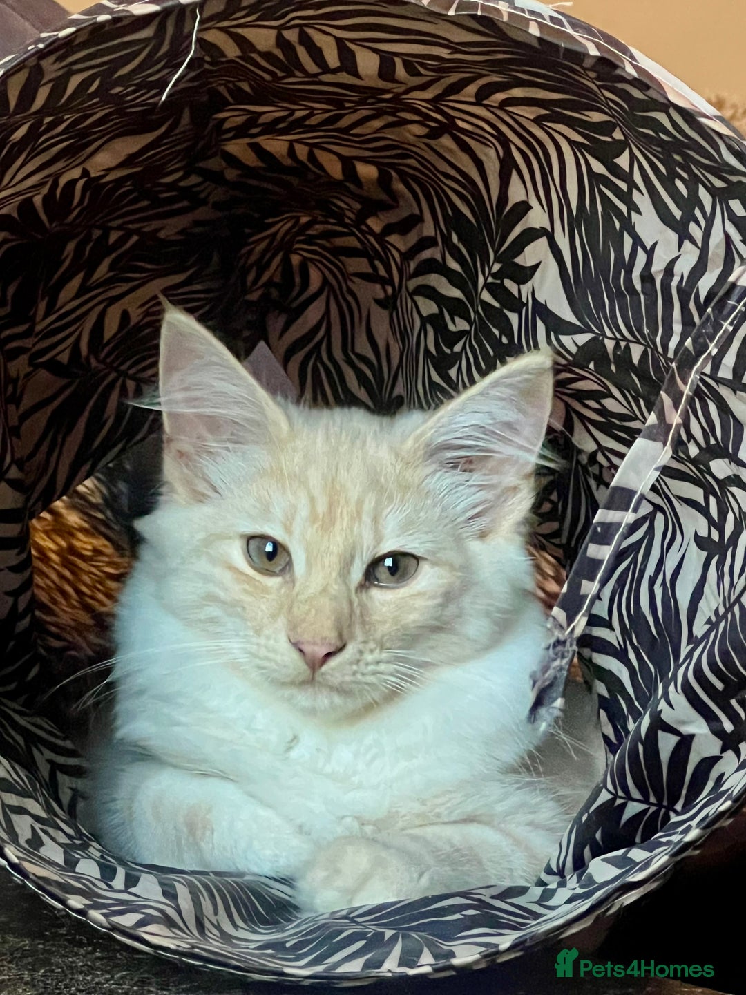 Norwegian Forest Cat cats for sale: Full FIFe pedigree Norwegian Forest Kittens  in Normanton - Image 2