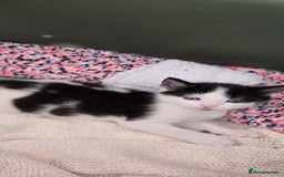 Mixed Breed cats for sale: Adorable Black & White Kittens - Image 6