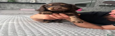 Cockapoo 1