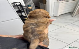Miniature Dachshund dogs for sale: Beautiful Longhair miniature Dachshund - Image 6