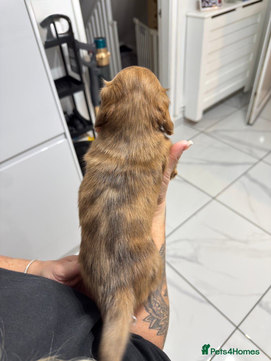 Miniature Dachshund dogs for sale: Beautiful Longhair miniature Dachshund - Image 6