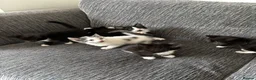 Mixed Breed cats for sale: Kitten  in Birmingham - Advert 9