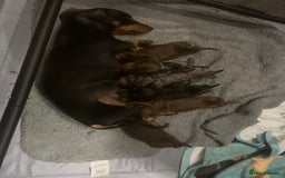 Miniature Dachshund dogs for sale: Champion line miniature Dachshunds KCREG PRACLEAR  - Image 3